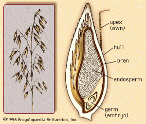 Whole Oat Seed Diagram